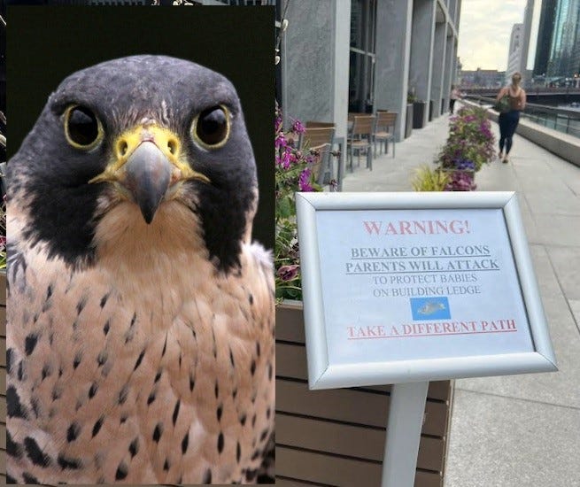 falcon