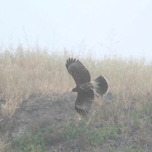 Hawk