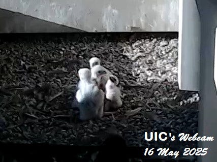 Chicago Peregrine Program