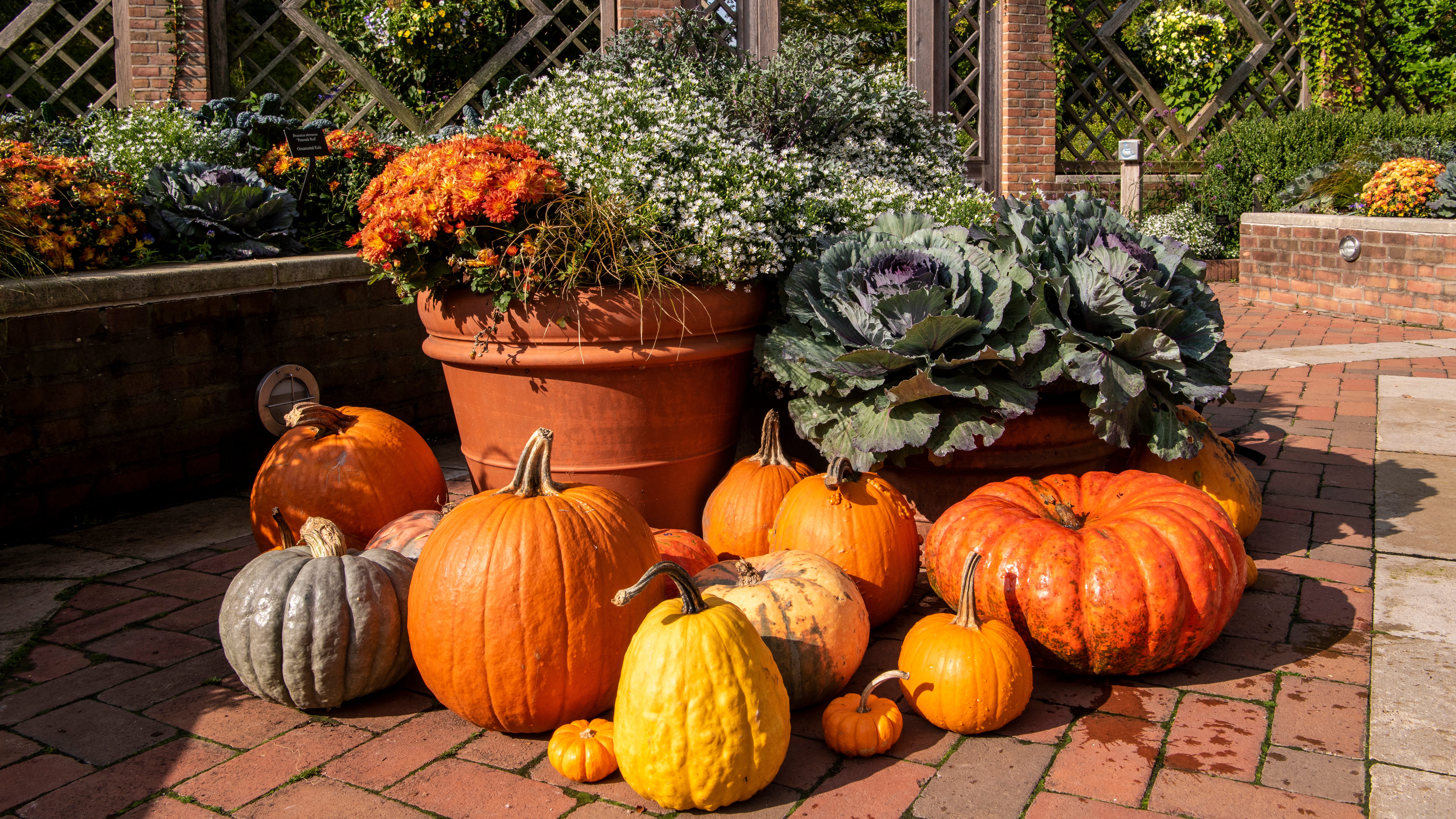LISTEN: Go beyond mums! How to create the perfect fall garden