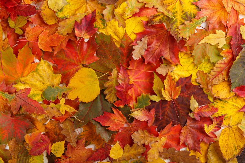 Fall Leaves