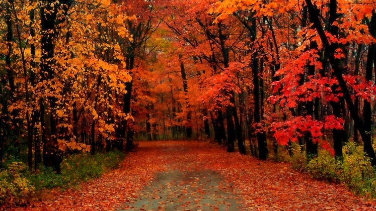 Timeline for peak fall colors in Southeastern Michigan [MAP]