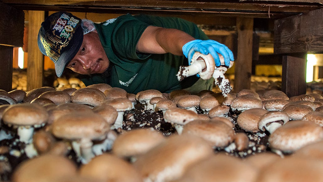 How mushrooms are sprouting the American dream in Kennett Square
