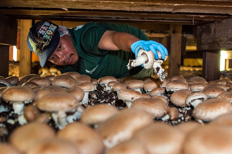 mushroom harvester 