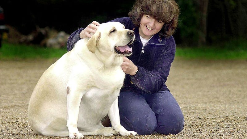 Dog owner Becky Jones pets four year-old labrador Chubby Charlie in Northfield Birmingham, United Kingdom, October 24, 2001. Chubby Charlie is forced to go on a crash diet after ballooning to an astonishing 168 pounds. 