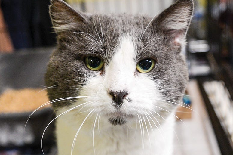 Fathead the cat