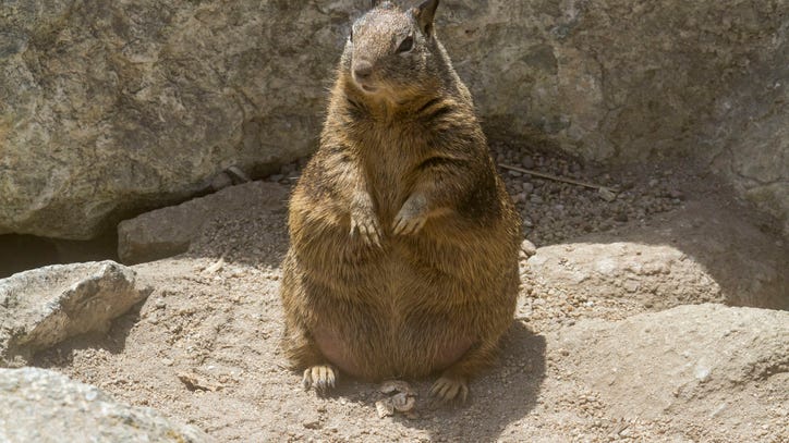 Super fat squirrel caught on camera on University of Michigan campus and the internet goes nuts
