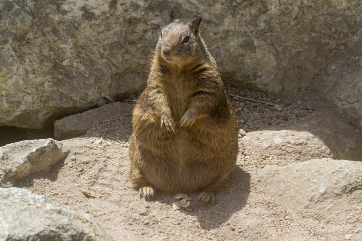 Fat squirrel goes viral on U-M campus