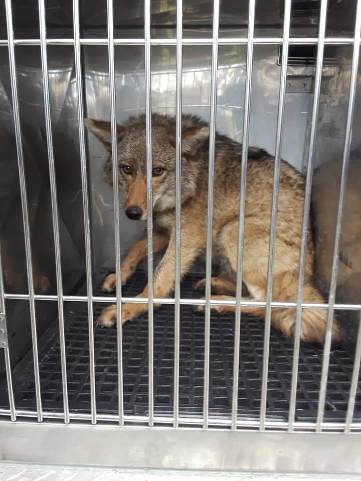 Tinley Park Woman coyotes rescue