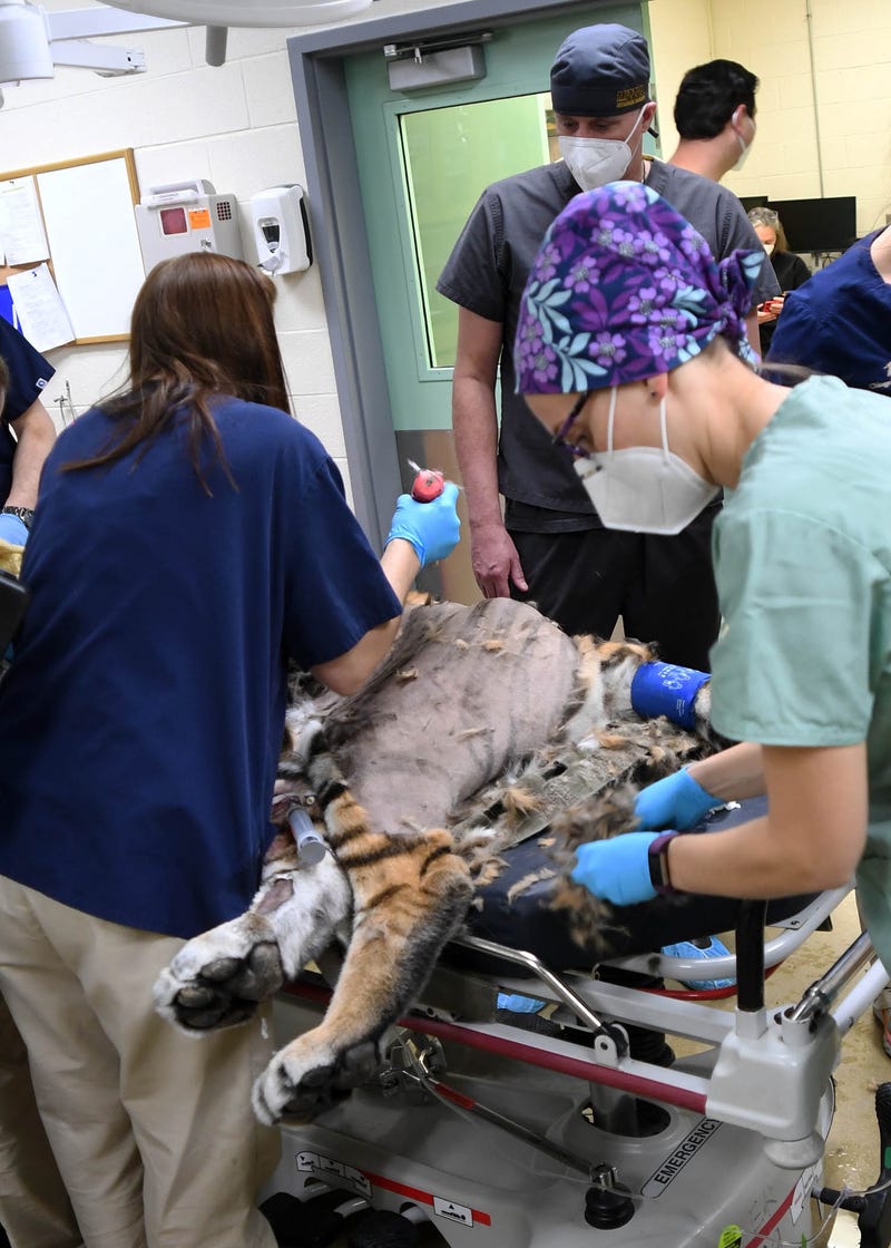 Malena, a 10½ -year-old Amur tiger at Brookfield Zoo, is prepped for total hip replacement surgery at Brookfield Zoo’s state-of-the-art Animal Hospital. This is believed to be the first time such a procedure was attempted on a tiger in North America. During the surgery, which took place at the zoo’s state-of-the-art Animal Hospital, the big cat received a custom-made implant that was designed and manufactured to fit her perfectly.