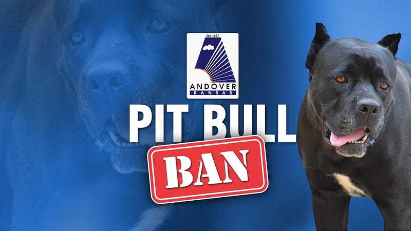 Pit bull