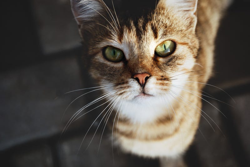 feral cat
