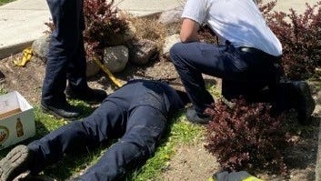 But wait, there's more! Firefighters on duckling rescue mission find extra critters under grate