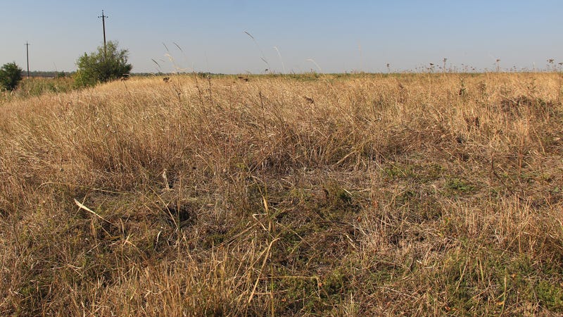 Field with dried grass
