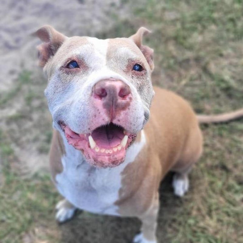 Fiona at Voices Of Change Animal League of Marion County