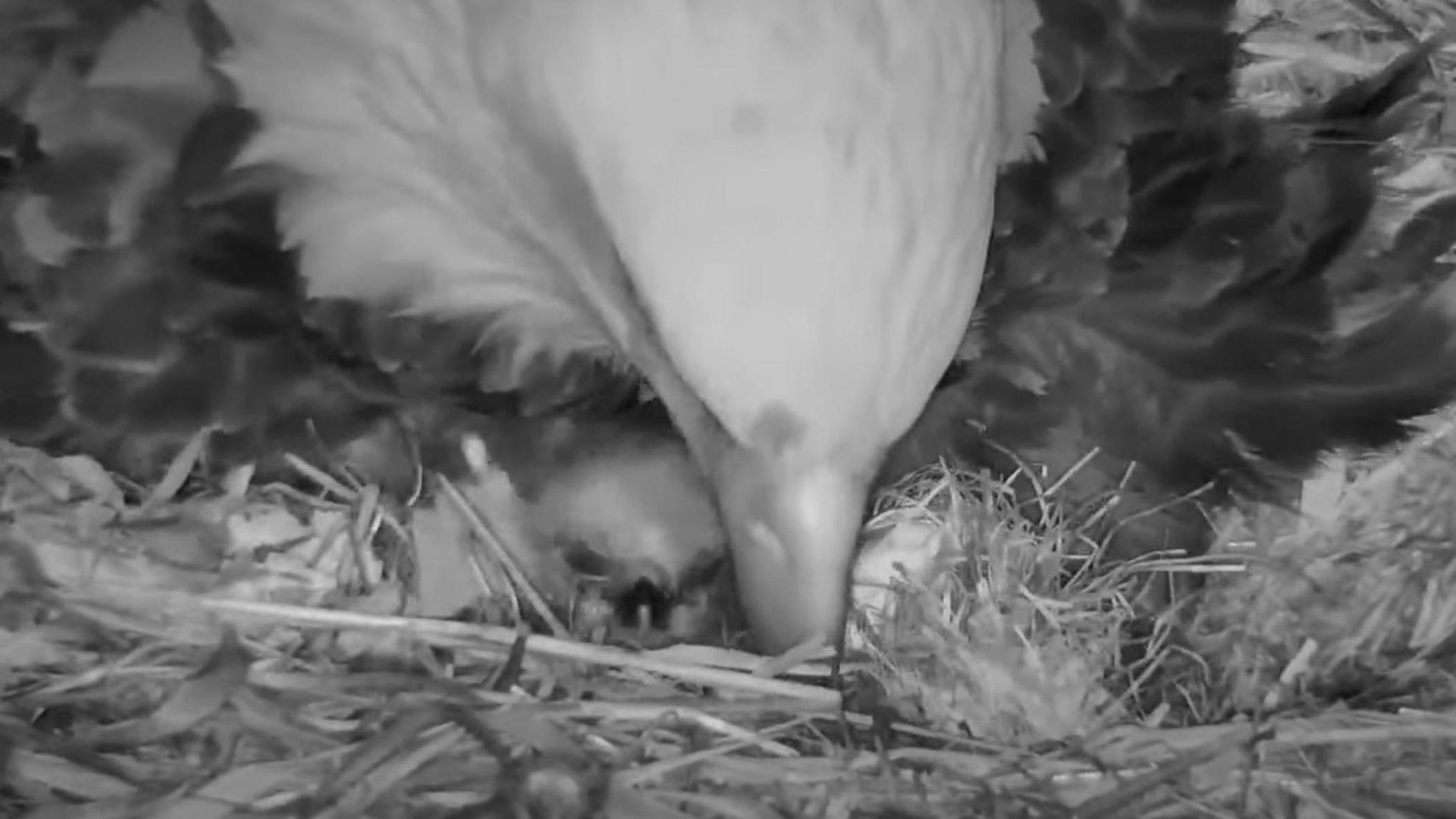 Minnesota DNR eagle's nest egg has hatched