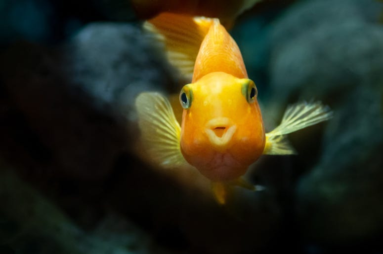 Fish