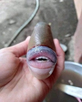 Osterlind: Fish With Big Lips And Teeth
