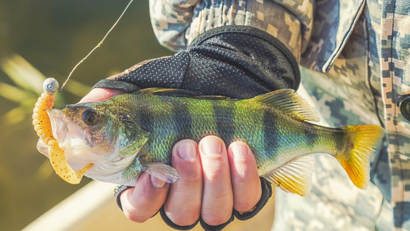 Michigan adds a suicide and crisis lifeline on all hunting and fishing licenses sold to active-duty military and 100% disabled veterans.