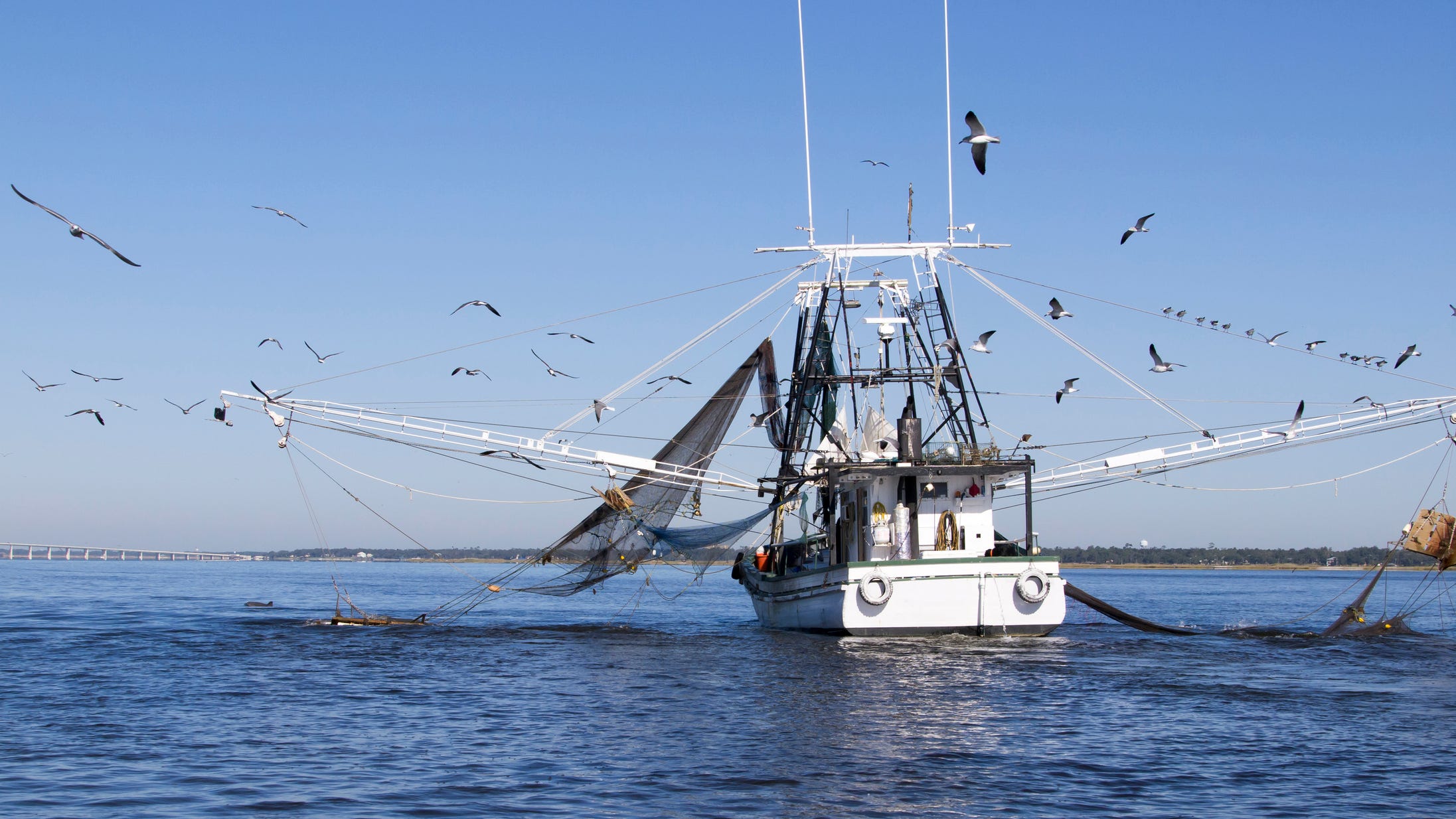 Nets are full, but 80% fewer shrimpers are catching them in Louisiana with generational dropoff