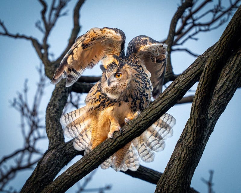 Flaco stretching his wings near Rumsey Playfield in Central Park on Feb. 15, 2023.