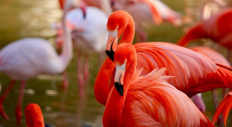 flamingoes