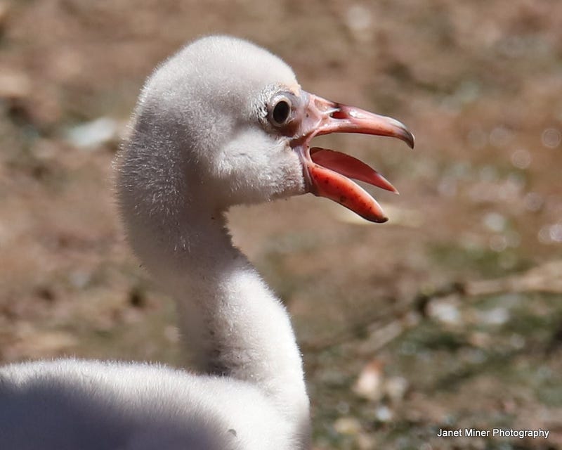 Philadelphia Zoo Flamingo