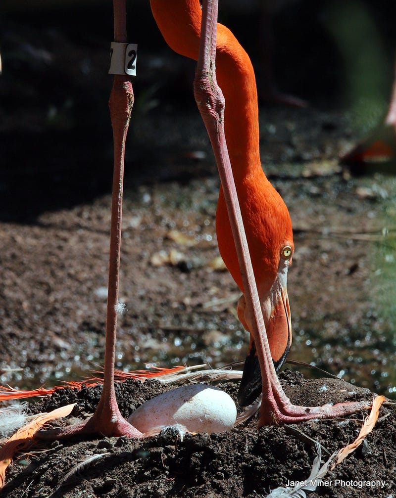 Philadelphia Zoo Flamingo