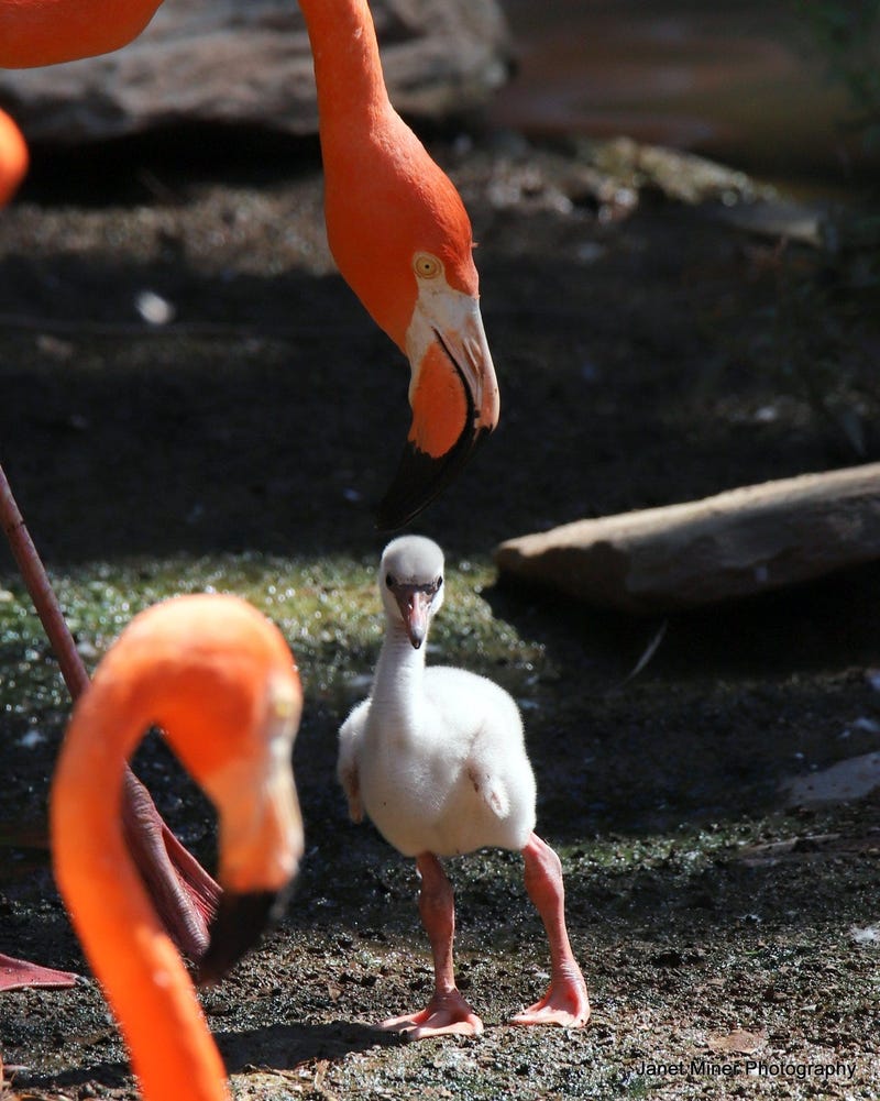 Philadelphia Zoo Flamingo