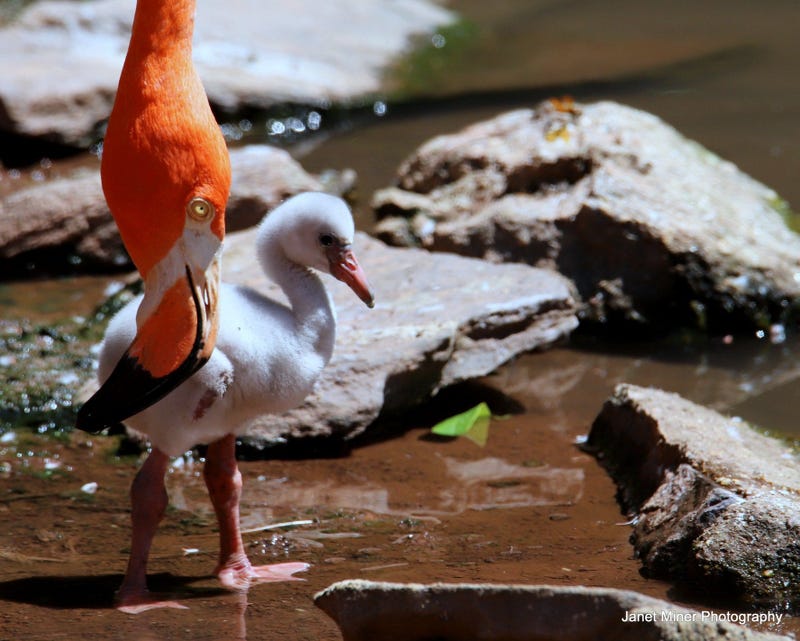 Philadelphia Zoo Flamingo