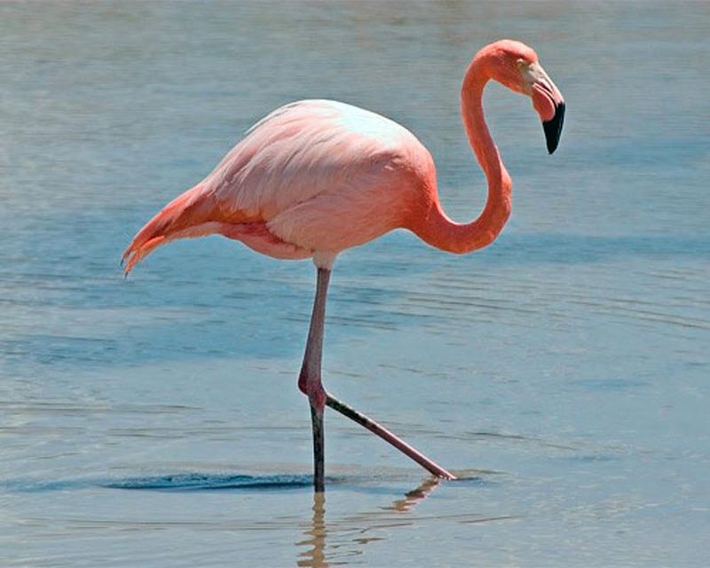 Osterlind: Flamingo Dances With Man
