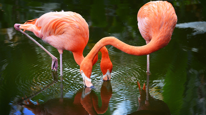 Flamingo Gardens