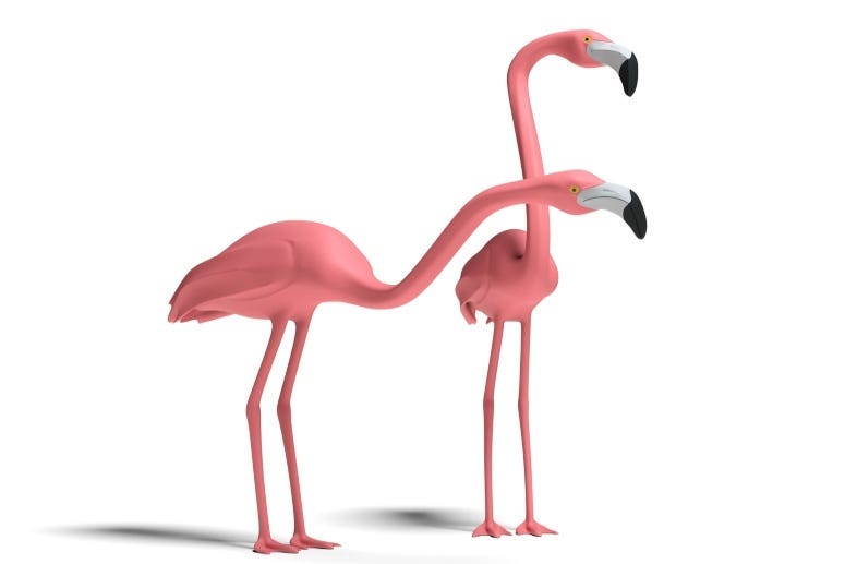 Flamingo Thibault Renard Getty Image