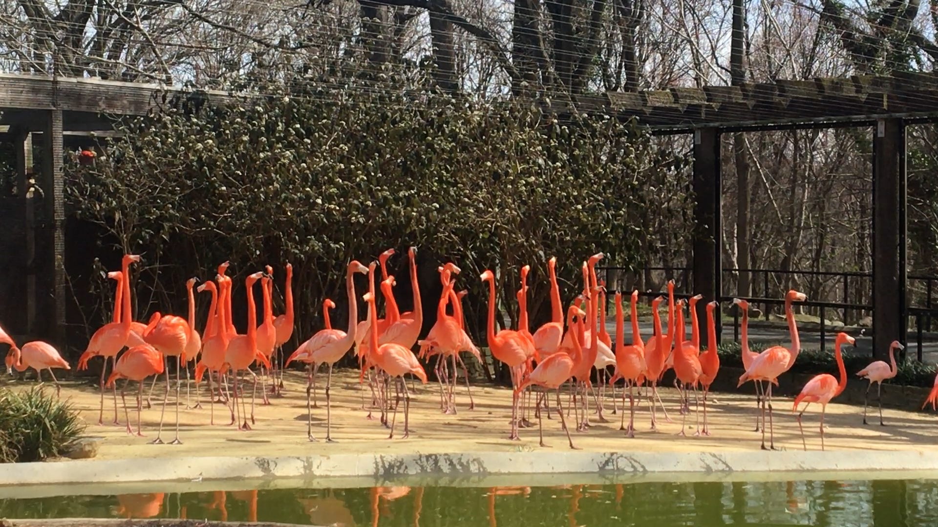 Wild fox kills 25 flamingos and a duck at National Zoo