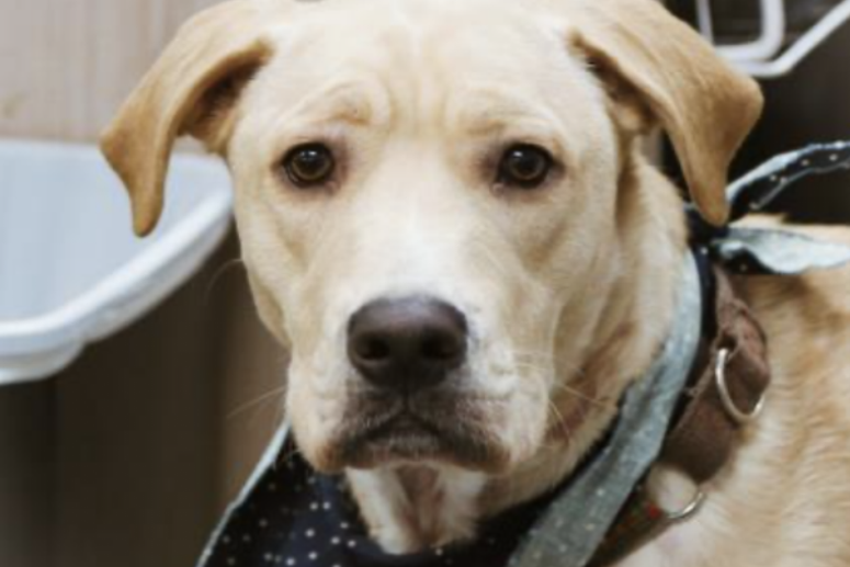 Floppy @ Austin Humane Society July 2020