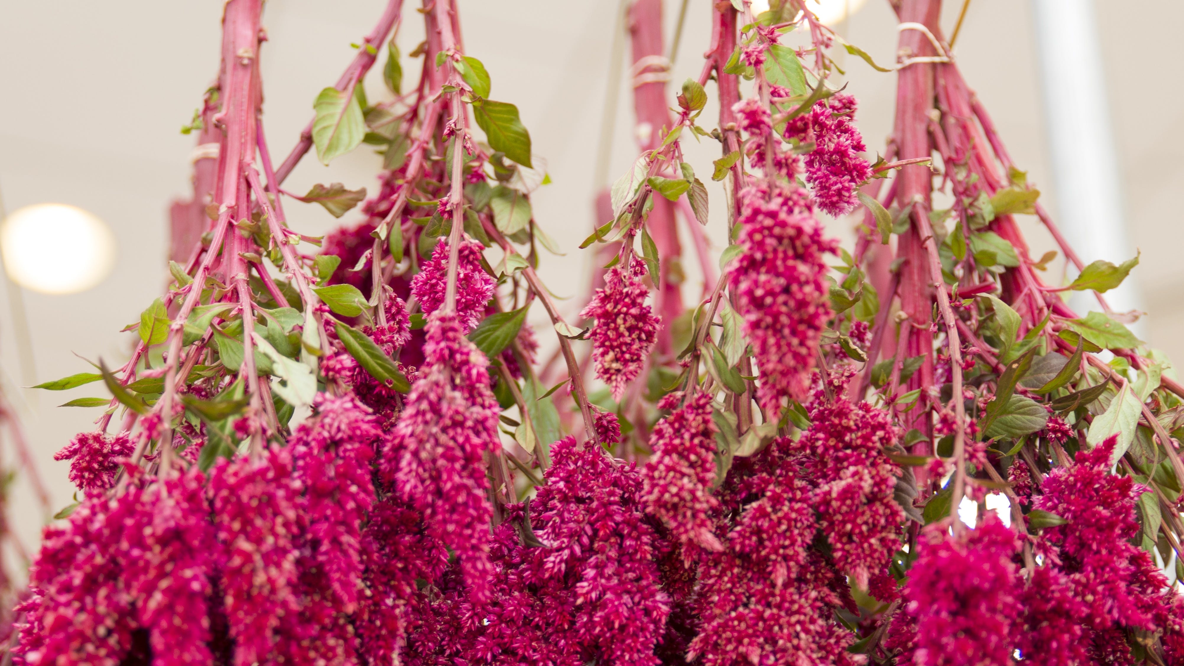 LISTEN: How to dry flowers properly