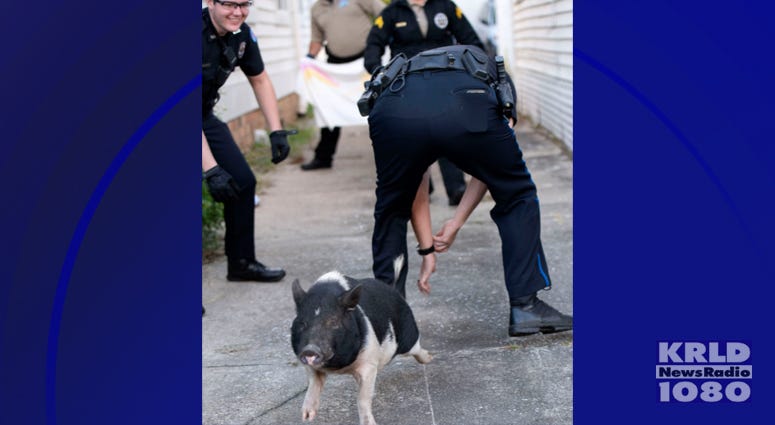 Florida police capture loose pig