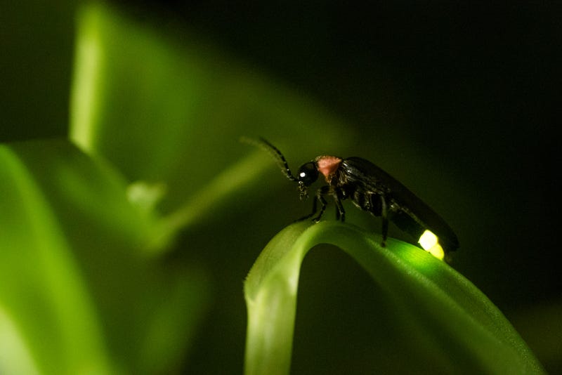 firefly