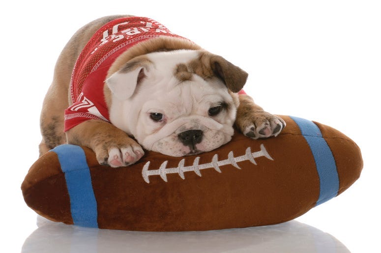 football_puppy