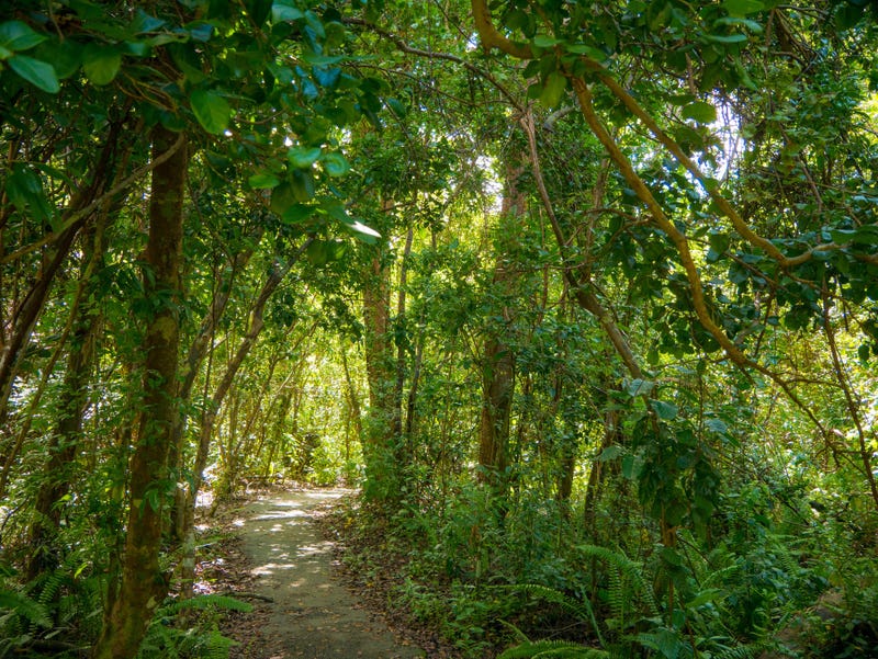 forest