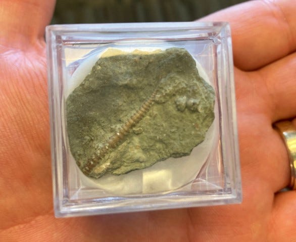 Oswego Fossil