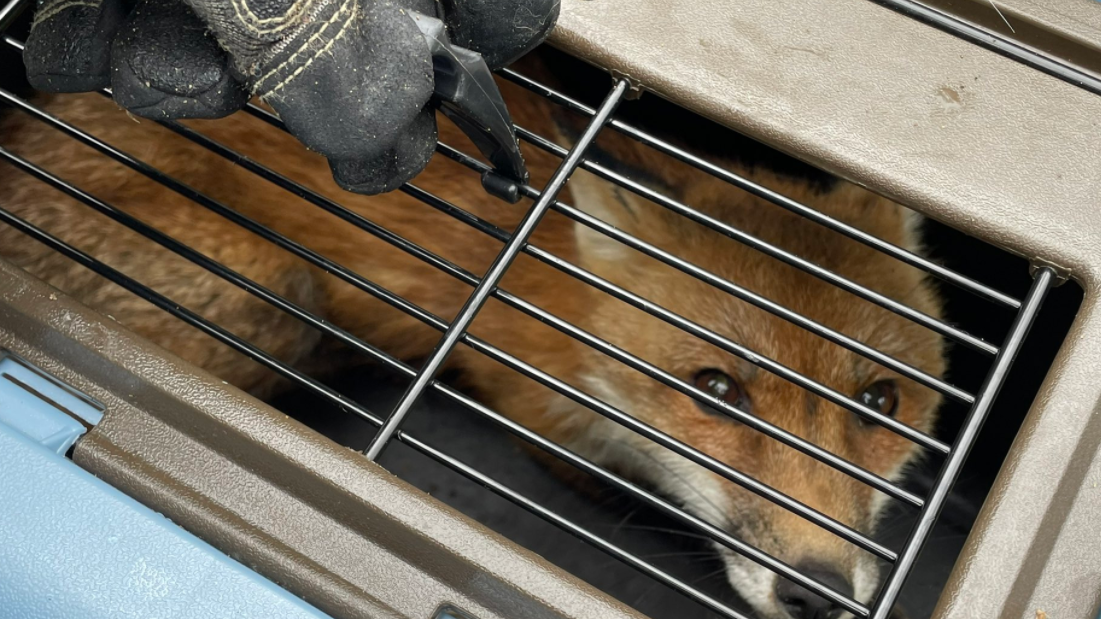 Fox euthanized after repeated attacks of people on Capitol Hill, found to have rabies