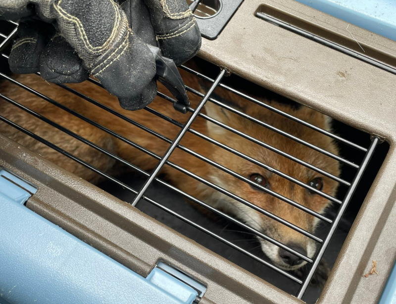 fox in crate