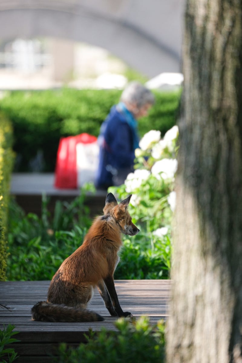 fox sitting in urban garden