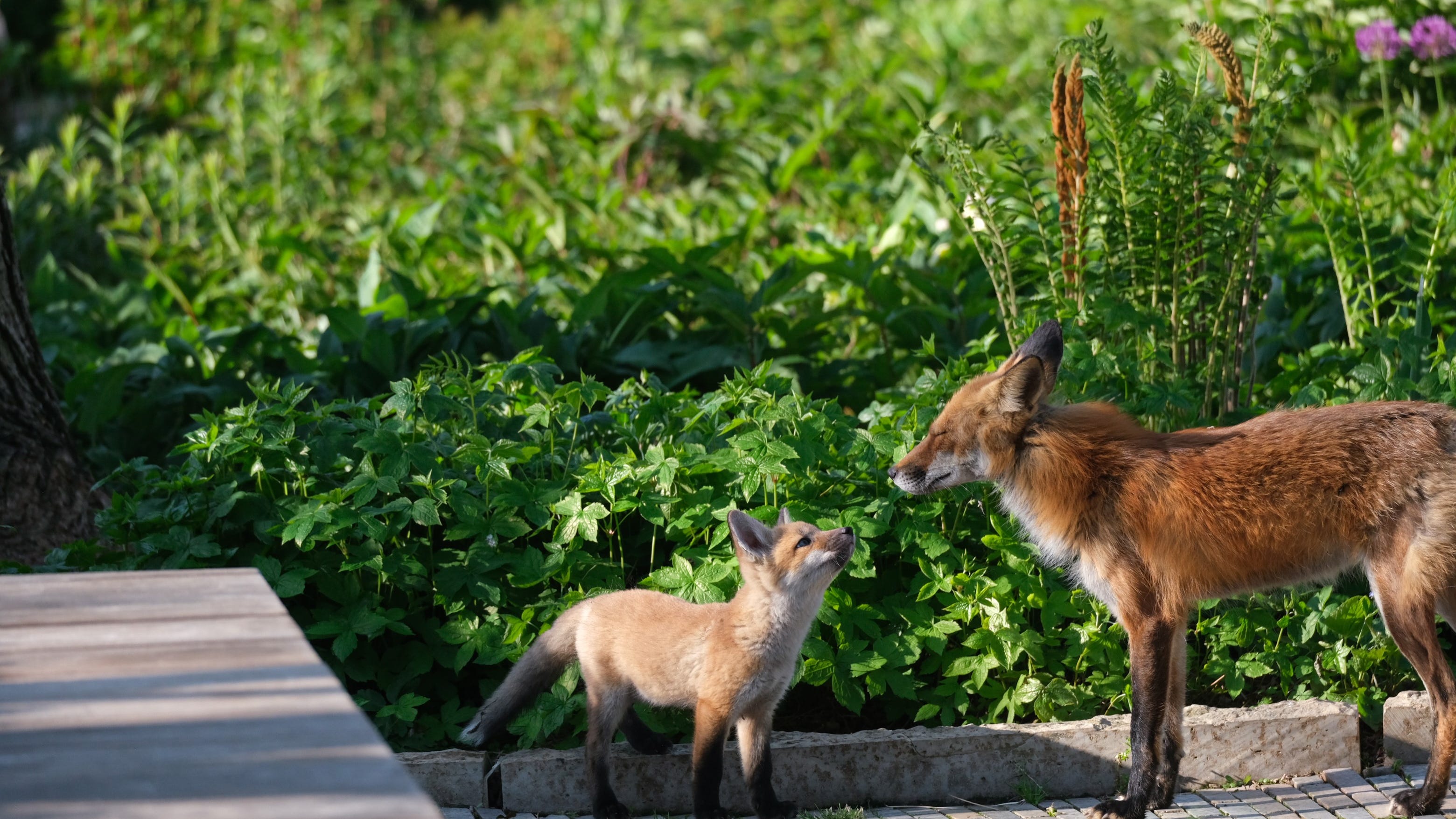 Fantastic foxes move into Millennium Park's Lurie Garden: 'They're quite active'