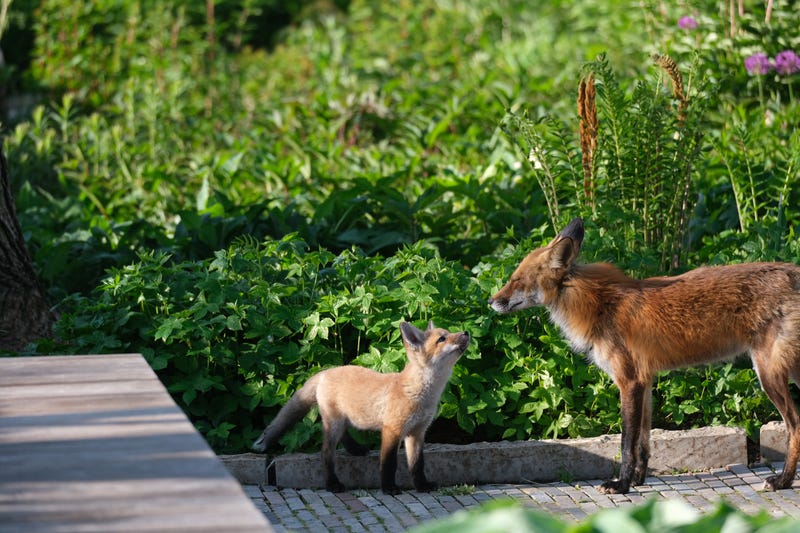 young kit fox and adult fox