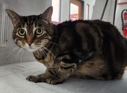 Foxxy Cleopatra (cat)
