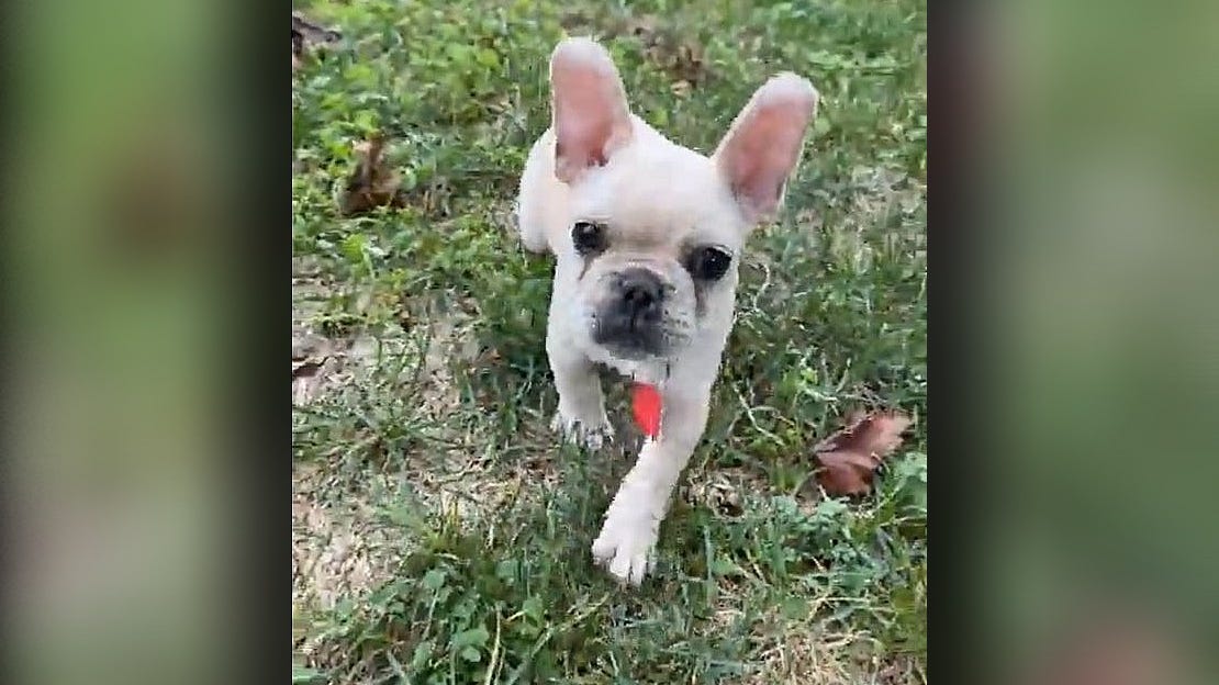 2nd French bulldog stolen in Suffolk County robberies returned to owners: police