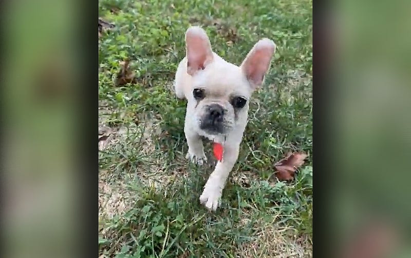 French Bulldog
