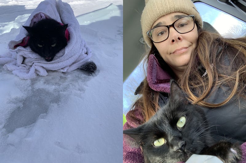 frozen cat rescued 
